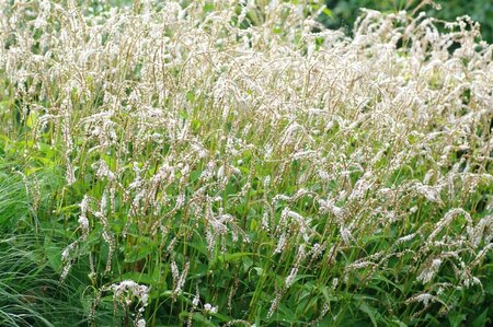 Persicaria ampl. 'White Eastfield' P9 - afbeelding 2