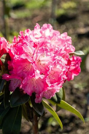 Rhododendron (Y) 'Morgenrot'