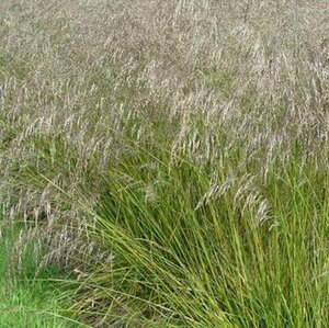 Deschampsia cesp. 'Tardiflora' P9