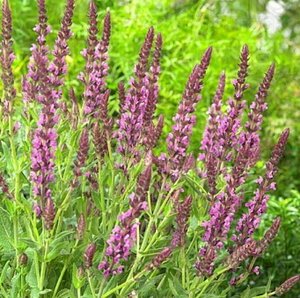 Salvia nem. 'Pink Beauty' P9