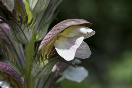 Acanthus hungaricus P9 - afbeelding 2