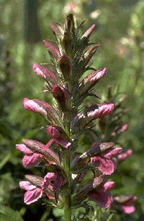 Acanthus hungaricus P9 - afbeelding 3