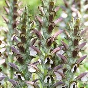 Acanthus hungaricus P9 - afbeelding 4