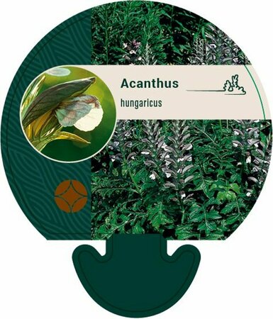 Acanthus hungaricus P9 - afbeelding 1
