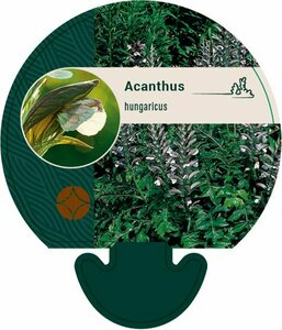 Acanthus hungaricus P9