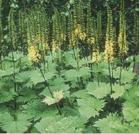 Ligularia stenocephala 'The Rocket' P9 - afbeelding 1
