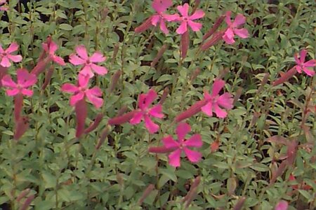 Silene schafta P9 - afbeelding 1