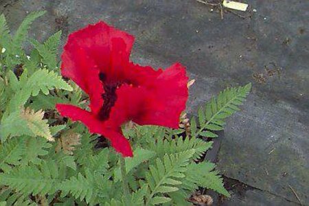 Papaver orientale 'Beauty of Livermere' P9 - afbeelding 1