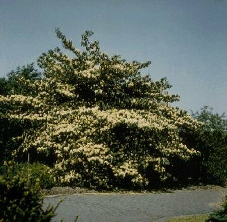 Cornus controversa