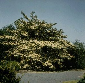 Cornus controversa 275/300 C.