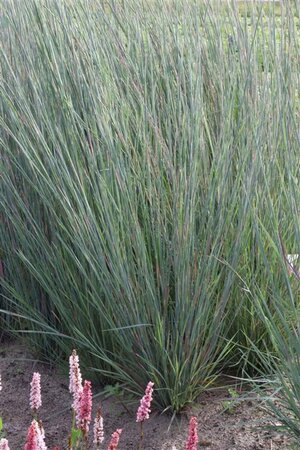 Schizachyrium scoparium 'Prairy Blues' P9 - afbeelding 1