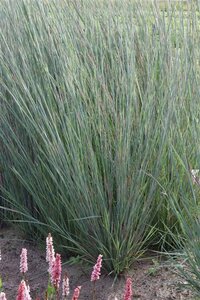 Schizachyrium scoparium 'Prairy Blues' P9