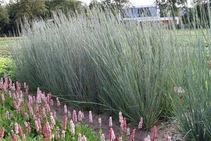 Schizachyrium scoparium 'Prairy Blues' P9 - afbeelding 2