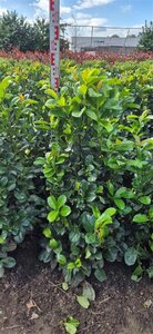 Prunus laurocerasus 'Etna' - afbeelding 2