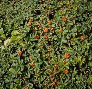 Cornus canadensis P9