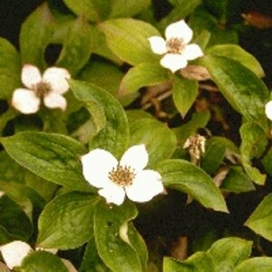 Cornus canadensis P9 - afbeelding 7