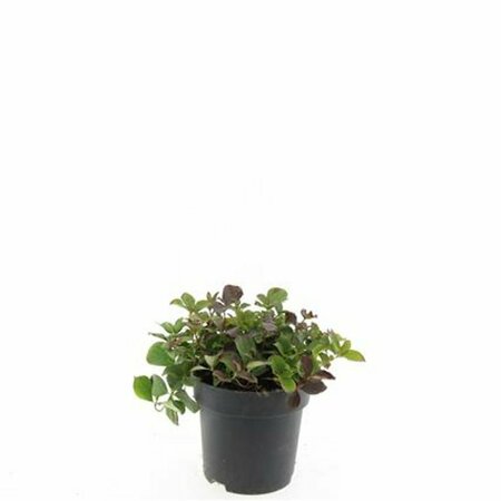 Cornus canadensis P9 - afbeelding 4