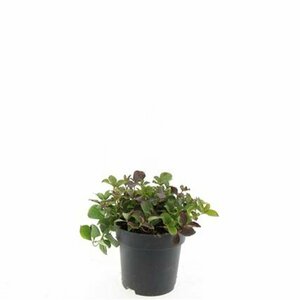 Cornus canadensis P9 - afbeelding 4