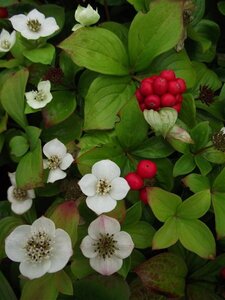 Cornus canadensis P9 - afbeelding 6