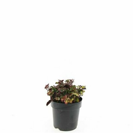 Cornus canadensis P9 - afbeelding 3