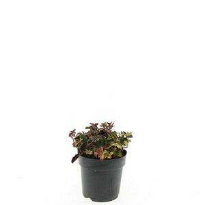 Cornus canadensis P9 - afbeelding 3