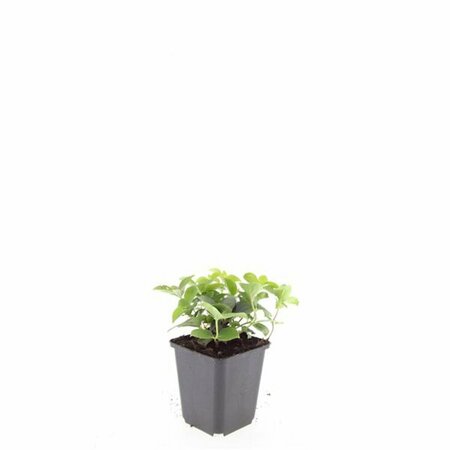 Cornus canadensis P9 - afbeelding 11