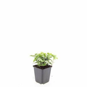 Cornus canadensis P9 - afbeelding 11