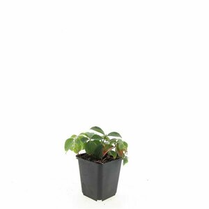 Cornus canadensis P9 - afbeelding 10