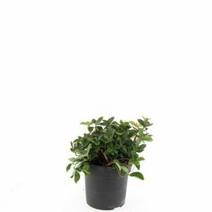 Cornus canadensis P9 - afbeelding 2