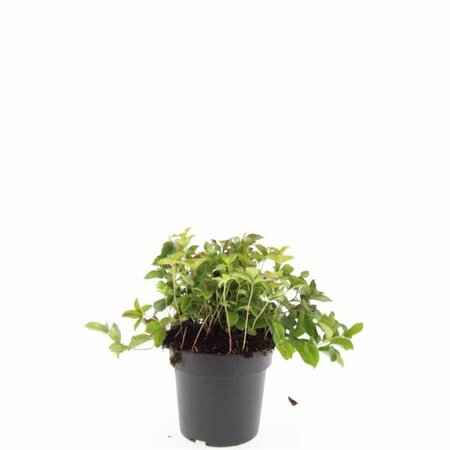 Cornus canadensis P9 - afbeelding 12