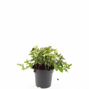 Cornus canadensis P9 - afbeelding 12
