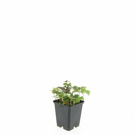 Cornus canadensis P9 - afbeelding 9