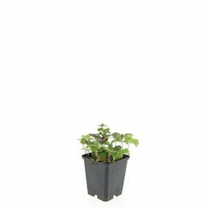Cornus canadensis P9 - afbeelding 9