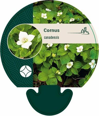 Cornus canadensis P9 - afbeelding 8