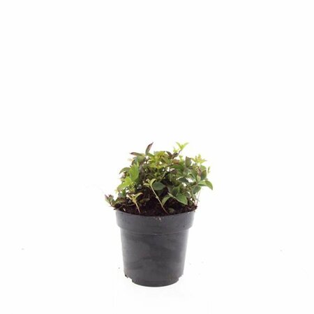 Cornus canadensis P9 - afbeelding 12