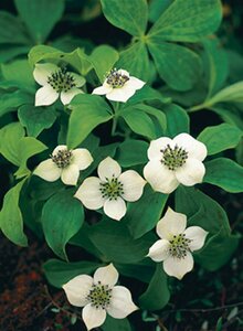 Cornus canadensis P9 - afbeelding 5