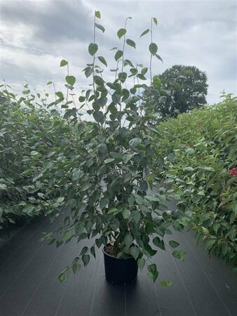 Betula utilis 'Doorenbos' - afbeelding 3