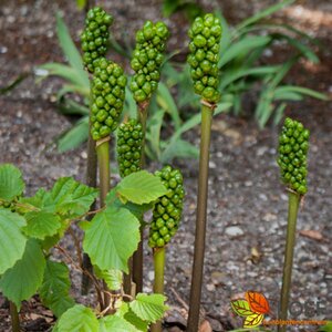 Arum italicum P9