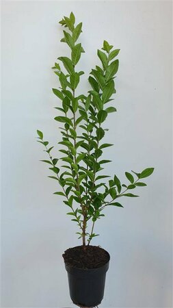 Ligustrum ovalifolium - afbeelding 10
