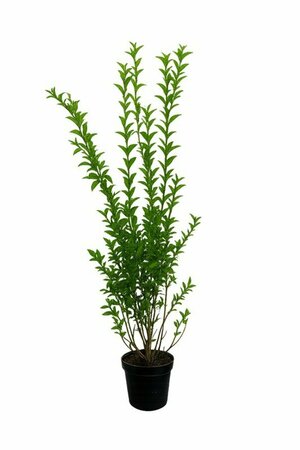 Ligustrum ovalifolium - afbeelding 5