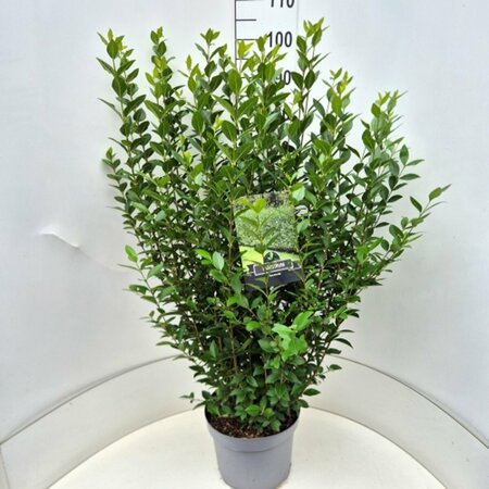 Ligustrum ovalifolium - afbeelding 12