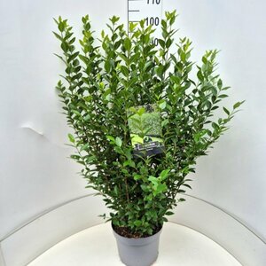 Ligustrum ovalifolium - afbeelding 12