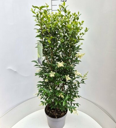 Ligustrum ovalifolium - afbeelding 11