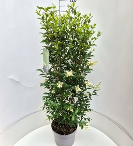 Ligustrum ovalifolium - afbeelding 11