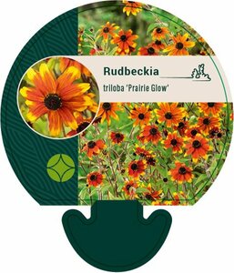 Rudbeckia triloba 'Prairie Glow' P9 - afbeelding 2