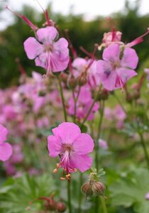 Geranium cantabrigiense 'Berggarten' P9 - afbeelding 2