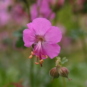 Geranium cantabrigiense 'Berggarten' P9 - afbeelding 3