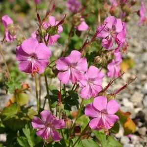 Geranium cantabrigiense 'Berggarten' P9 - afbeelding 4