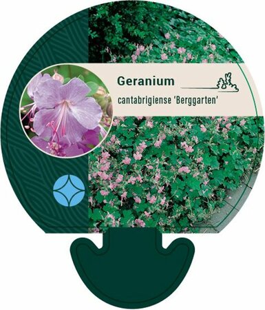 Geranium cantabrigiense 'Berggarten' P9 - afbeelding 1