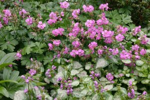 Geranium cantabrigiense 'Berggarten' P9 - afbeelding 5